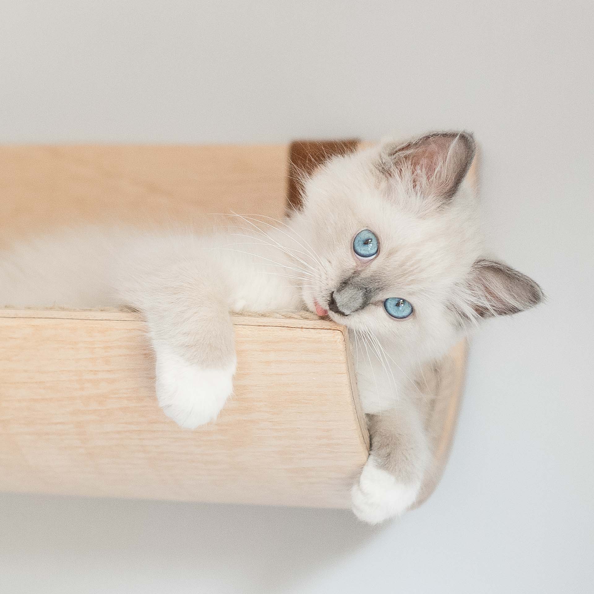 scienne-legowisko-dla-kota-kw2