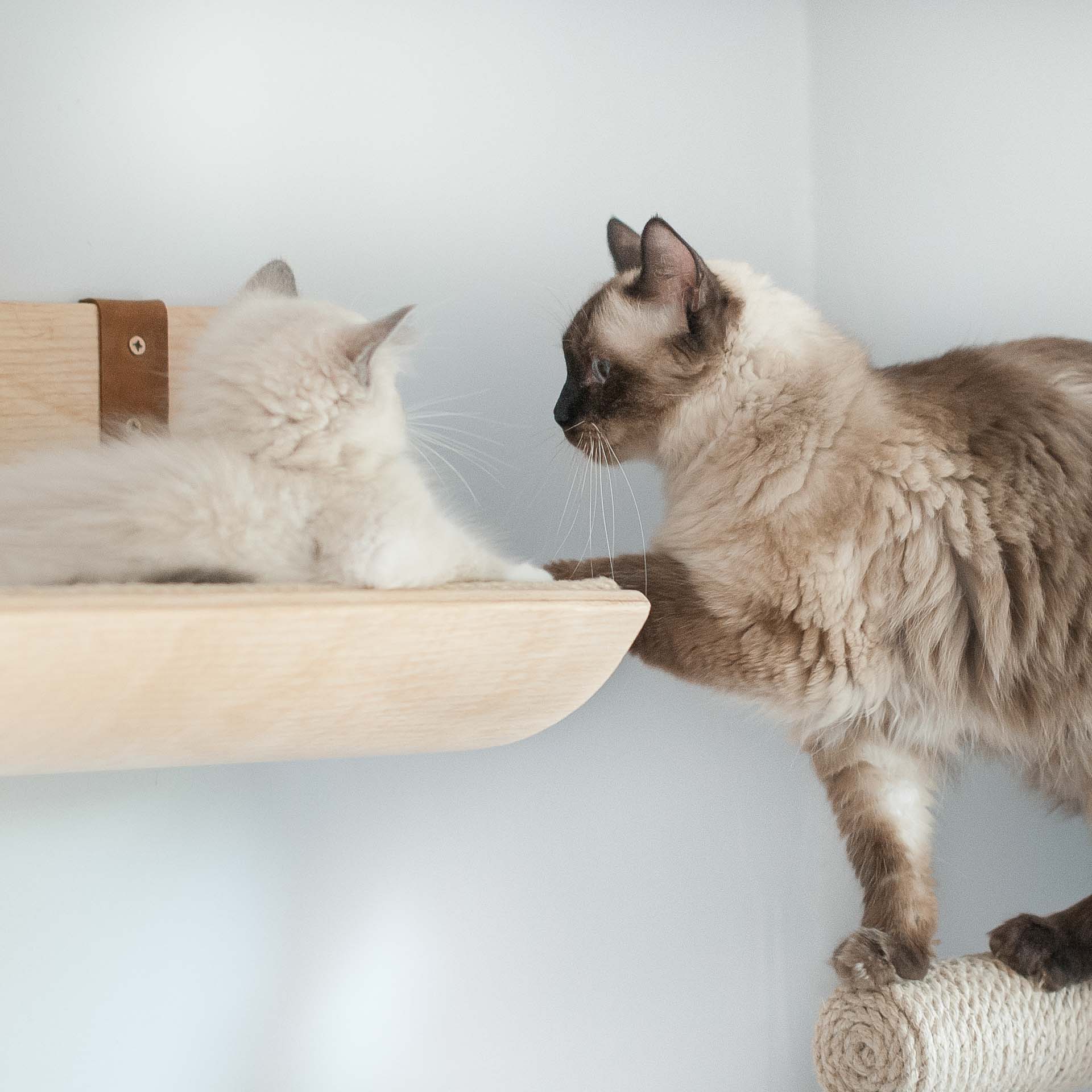 scienne-legowisko-dla-kota-kw5