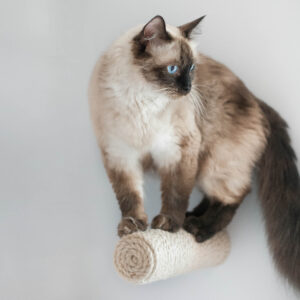 sizalowy-schodek-schodki-dla-kota-kw5